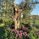 Podere Montecorno