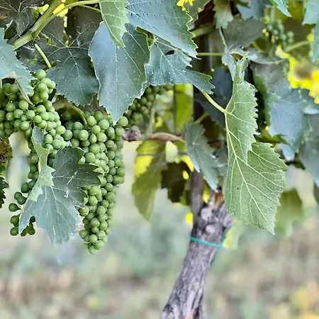 Farm stay Podere Montecorno *