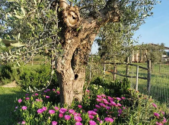 Podere Montecorno