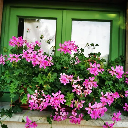 Podere Montecorno אלברזה