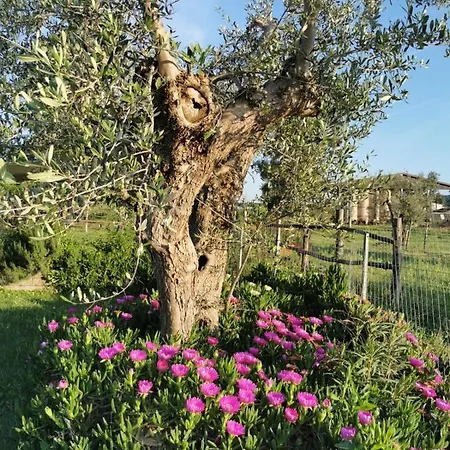 Podere Montecorno